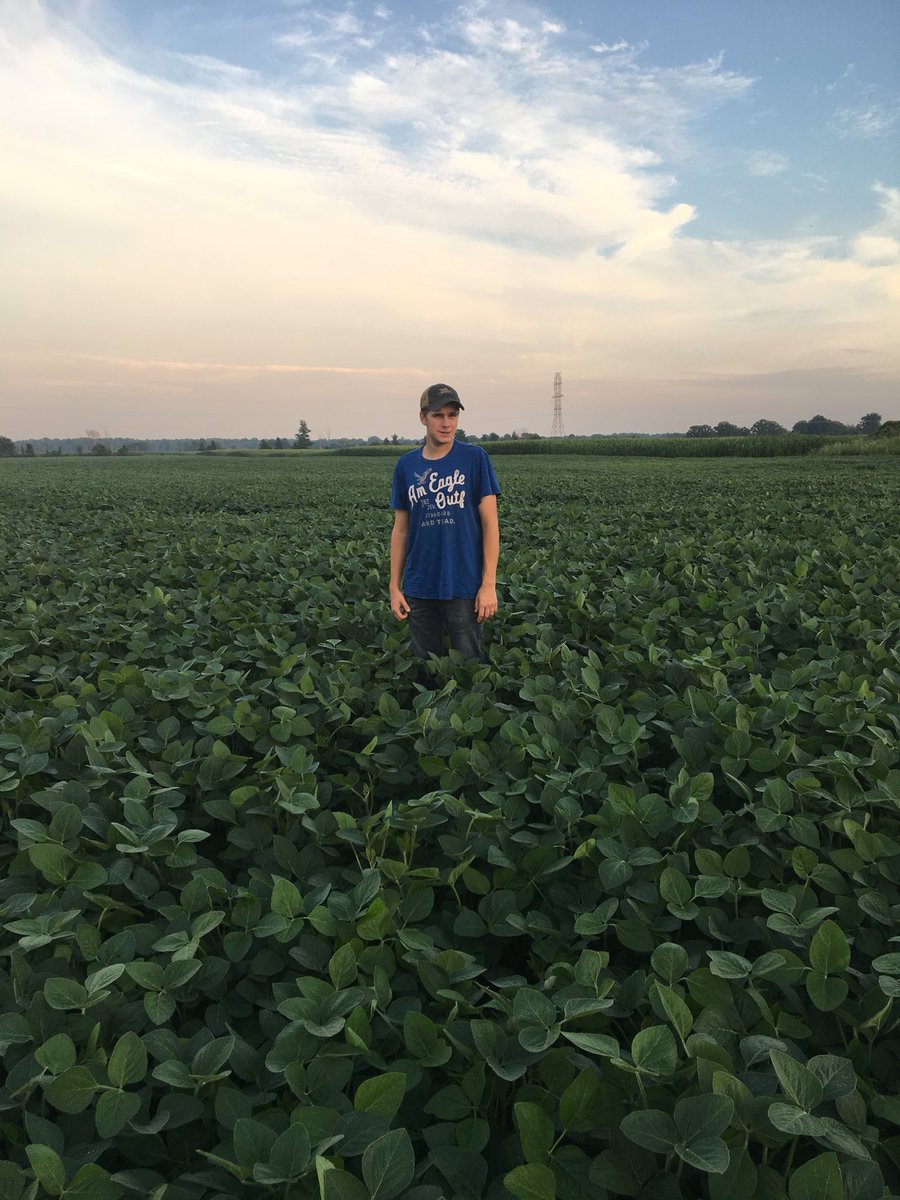 macmillanss's tweet photo. Received these photos from a customer this evening! #P19T01R soybeans! Pic #1 July 24,Pic#2 Aug 13th! This bean is a workhorse,#Yield, #Phytophthora tolerance #1k,#WM tolerance,#SCN resistance #PI88788. Thanks @Nolfarm and @CrinanFarms !! Looking good! https://t.co/iwlpQzYdDS