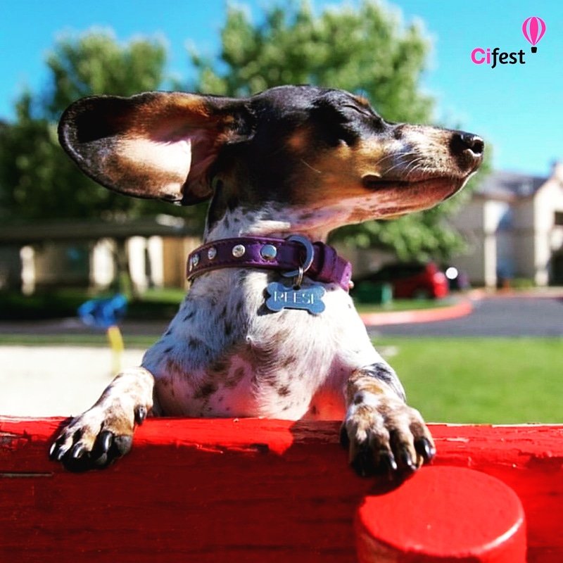 #CIFest está tan cerca que ya lo sentimos! Queremos reinventar la #ComunicaciónInterna junto a vos ➡️ cifest.org