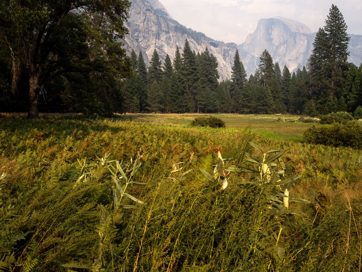 Yosemite National Park tweet media