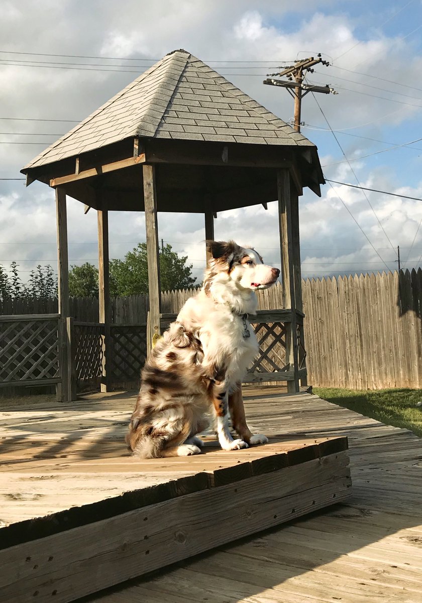BerthelotTyler's tweet photo. A little #mcm to brighten your Monday! #Liam #miniatureaussie #DogsofTwittter #australianshepherd https://t.co/xEQ40tbpYv