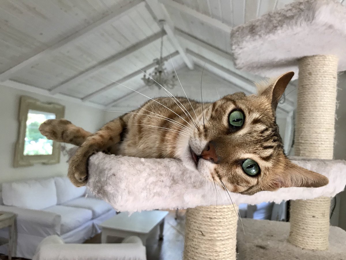 xMelissaPx's tweet photo. ❤️🐆

#SavannahCat #CatsofTwitter #cats https://t.co/OvmFJhxOC6