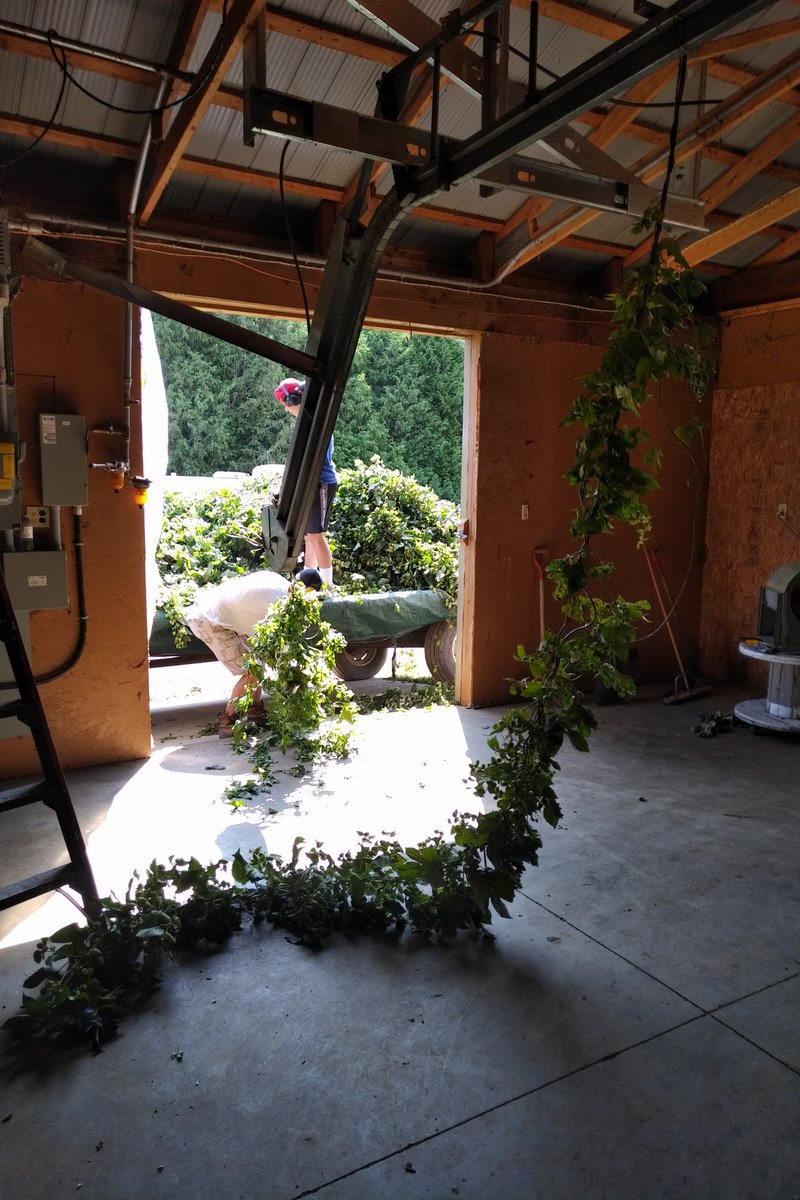 First bine of the season.  #onthops #centennial