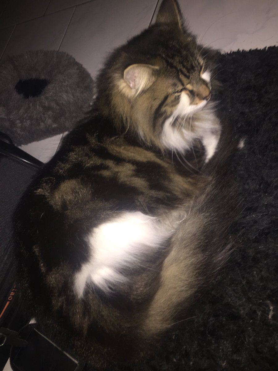 JaidenLillith's tweet photo. Morning workout with this magnificent goof fluff ball. #fluffycat #cat #workoutcat #lazycat https://t.co/zYOZfqSSYl