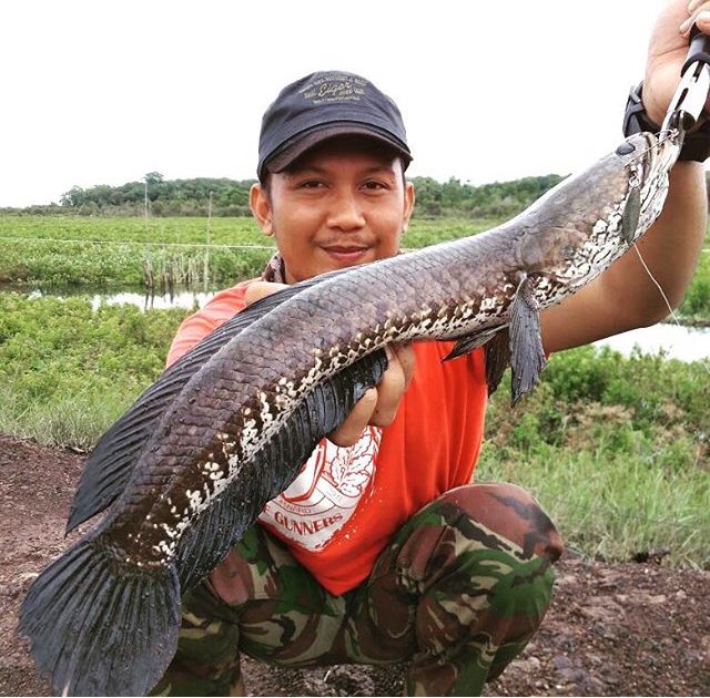 Chana sebesar ini sudah sangat sulit di dapat karna permasalahan over fishing dan setrum di daerah kalsel ini.               #Wildwaterindonesia #stopsetrumracunbomikan #stopilegalfishing