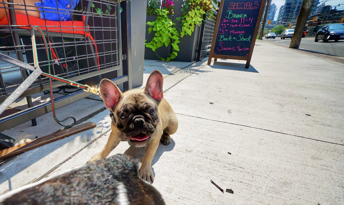 Photo of a brown doggie. It, too, is a good boy.