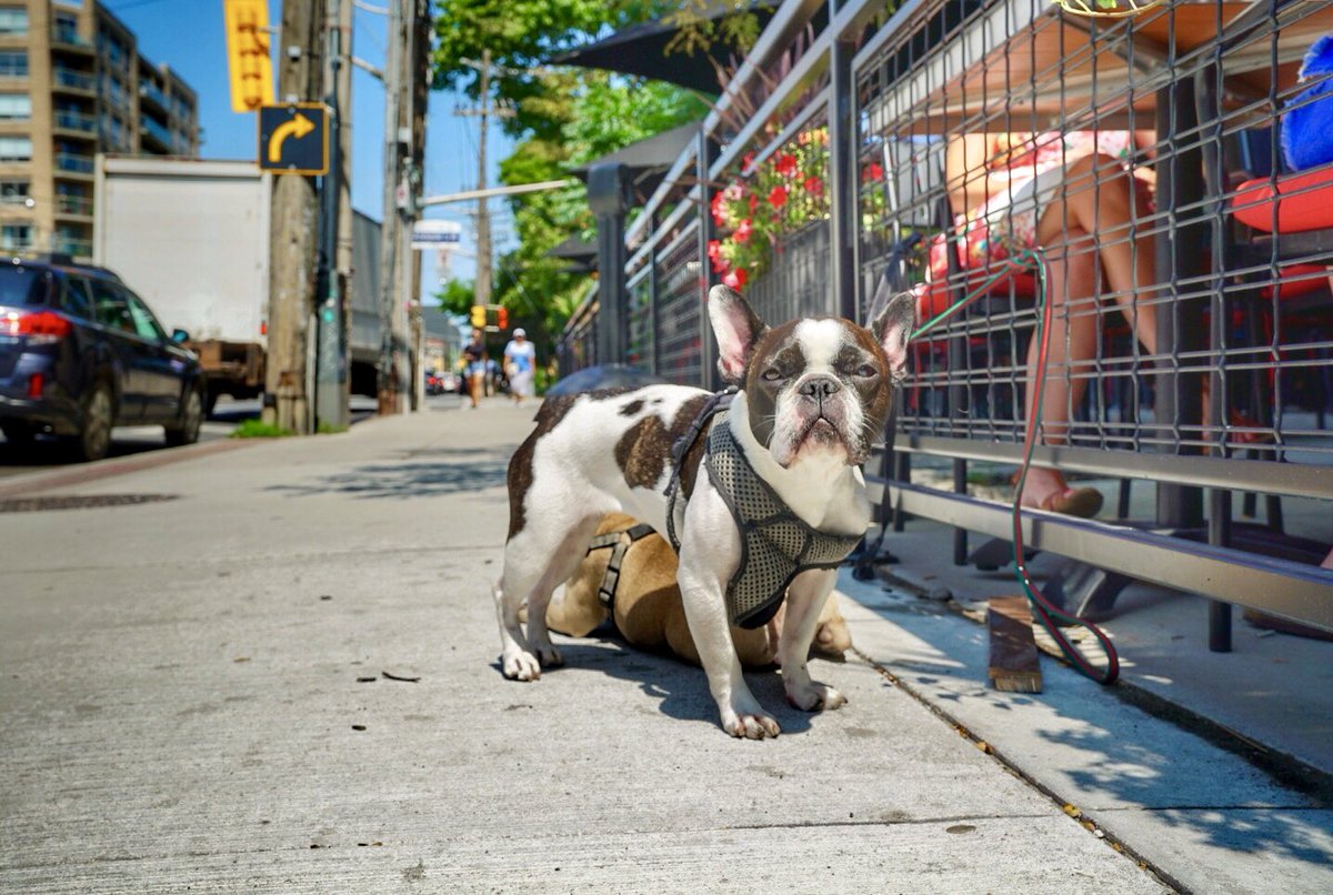 Picture of a brown and white doggy. It was a good boy