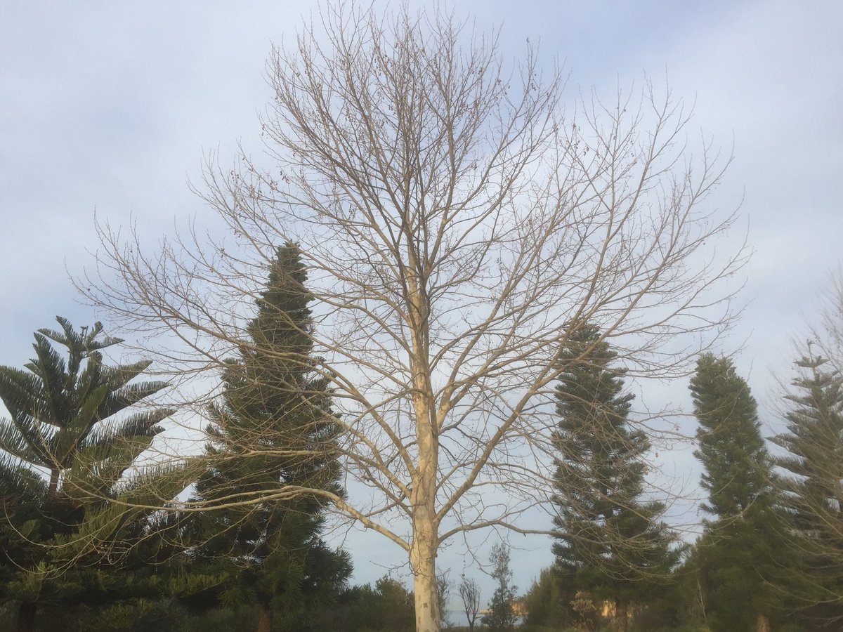 simonmooore's tweet photo. Same tree, different perspective. Do you need to change your perspective in any area of your life?
#changeisgood #lifeisnow #thisismoo #thisisme #simonmoo #findingyou #startsomething #timeisnow #motivation #changethecourseofyourlife #moo #12weeks #purpose #whatif https://t.co/b411LQj1lX