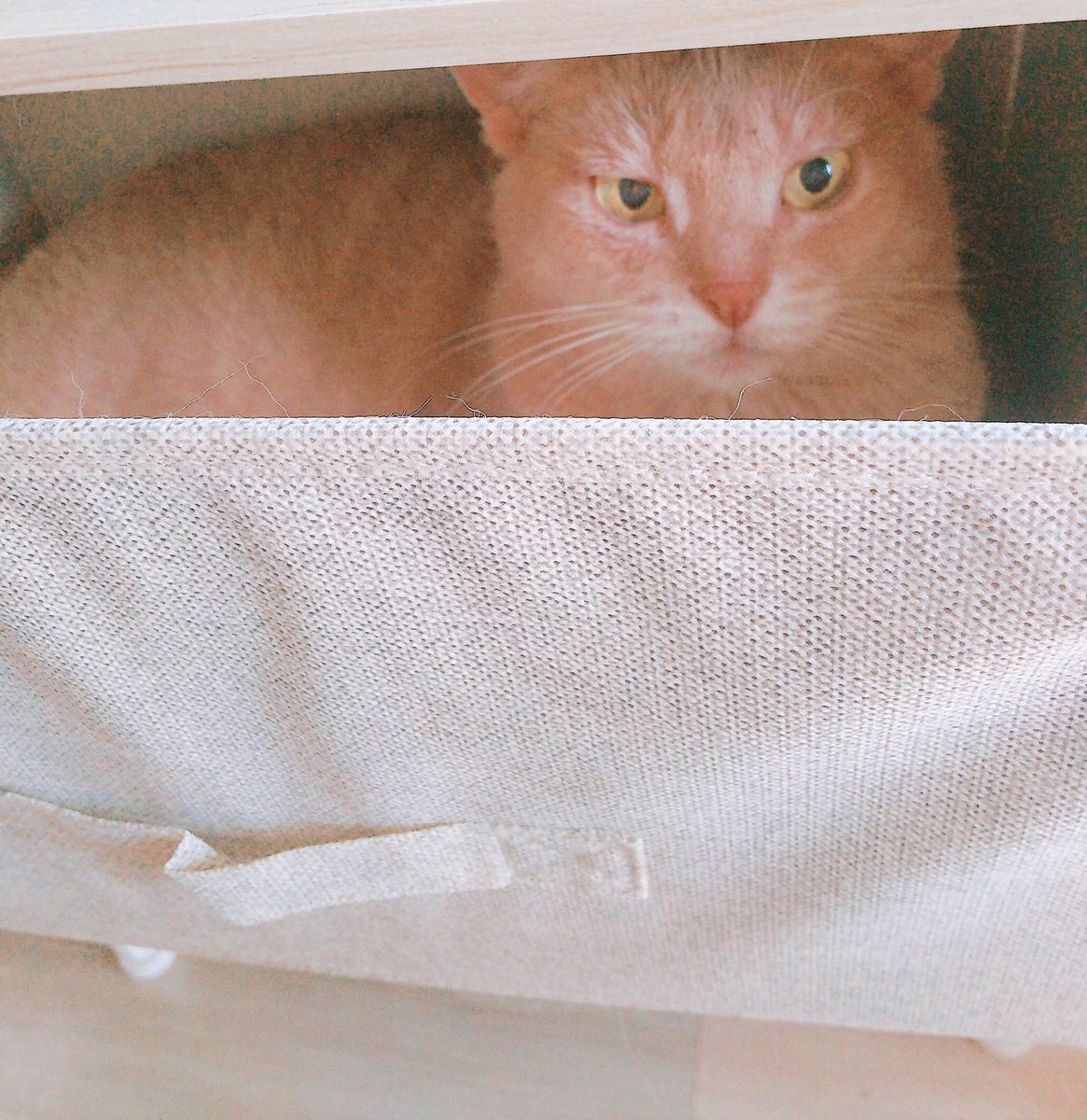 Tweet 可愛い 癒し 動物画像まとめ 随時更新 Naver まとめ