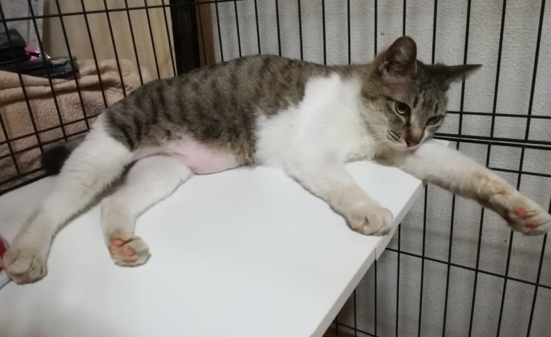 栃木県里親募集動物情報 里親募集 ネグレクトレスキュー 白サバの女の子 ラム 栃木県 大田原市 猫の里親募集 ペットのおうち T Co jhxawwld 猫 Cat