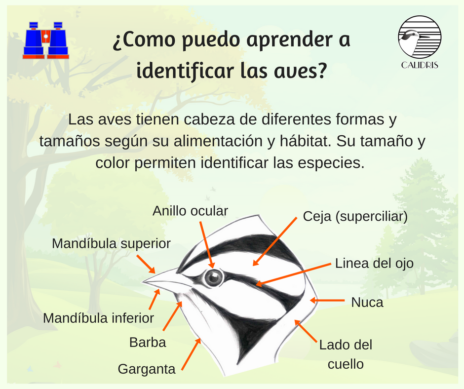 Las aves tienen diferentes características que permiten identificarlas y una de ellas son los elementos que conforman su cabeza. ¡Aprendamos de ellas! #ApasionadosPorLasAves