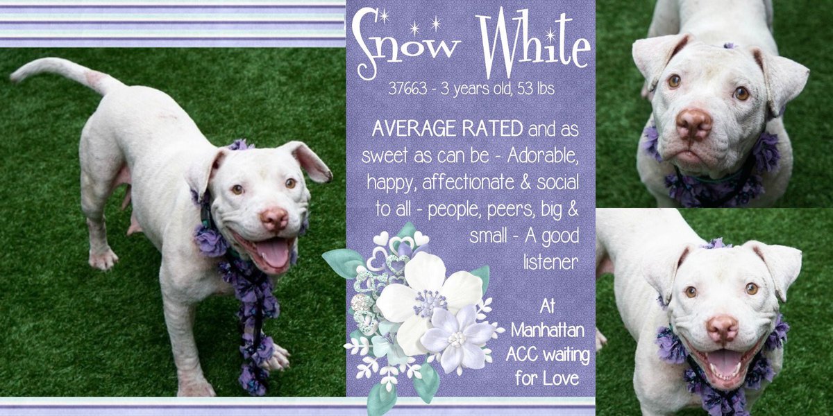 nasrene41's tweet photo. SWEET #SNOW #WHITE AFFECTIONATE, SOCIAL & WOULD LOVE A GOOD HOME BUT CONDEMNED BY #NYCACC FOR A SKIN CONDITION!
#RESCUEDOGS #FOREVERHOME #FOSTER #ADOPT #CompanionAnimalProtectionAct #GetYourRescueOn #EndBSL #NYCHumaneMovement #SaveSNOWWHITE
https://t.co/oOdRg0oTsq https://t.co/fTZBN4ohmP