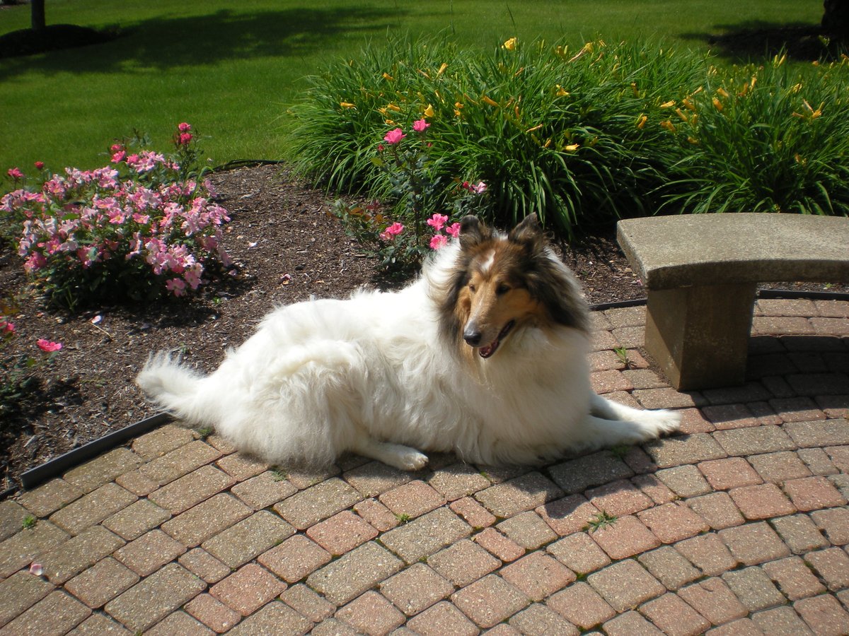 TheMrPicasso's tweet photo. Happy Monday! #roughcollies #whitecollies https://t.co/CiILVhkigl