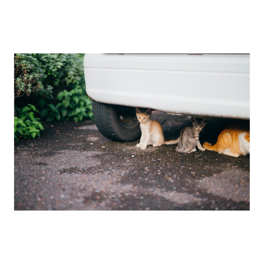 WB0_msy's tweet photo. 野良猫に水やりしたら家族全員出てきた(   ˙_˙   )

#猫 https://t.co/PlUsJYqGHH