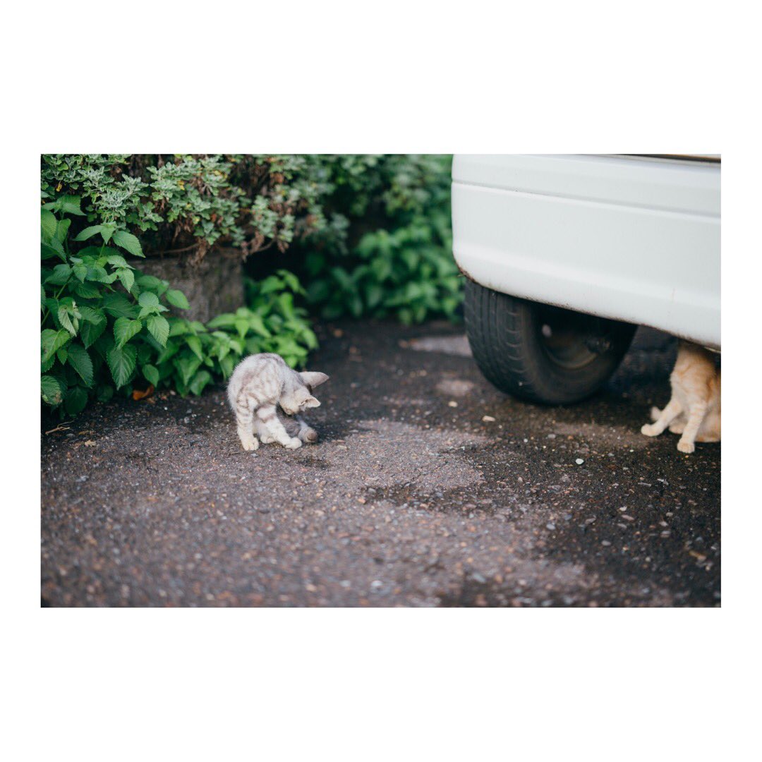 WB0_msy's tweet photo. 野良猫に水やりしたら家族全員出てきた(   ˙_˙   )

#猫 https://t.co/PlUsJYqGHH