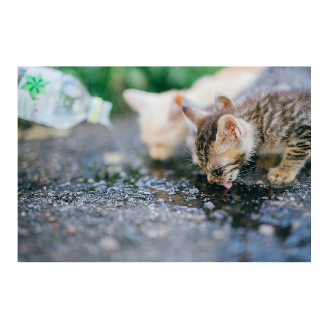 WB0_msy's tweet photo. 野良猫に水やりしたら家族全員出てきた(   ˙_˙   )

#猫 https://t.co/PlUsJYqGHH