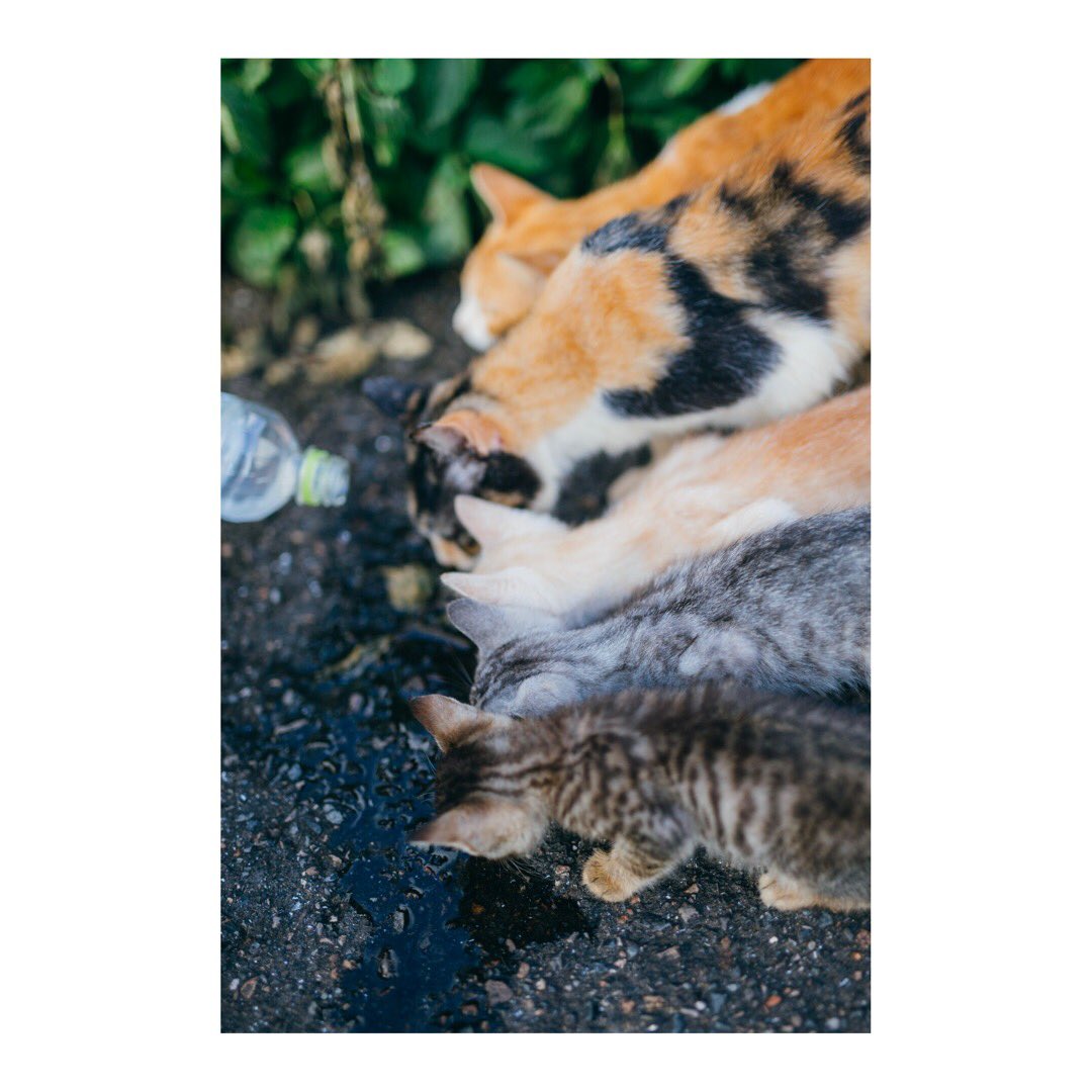 WB0_msy's tweet photo. 野良猫に水やりしたら家族全員出てきた(   ˙_˙   )

#猫 https://t.co/PlUsJYqGHH