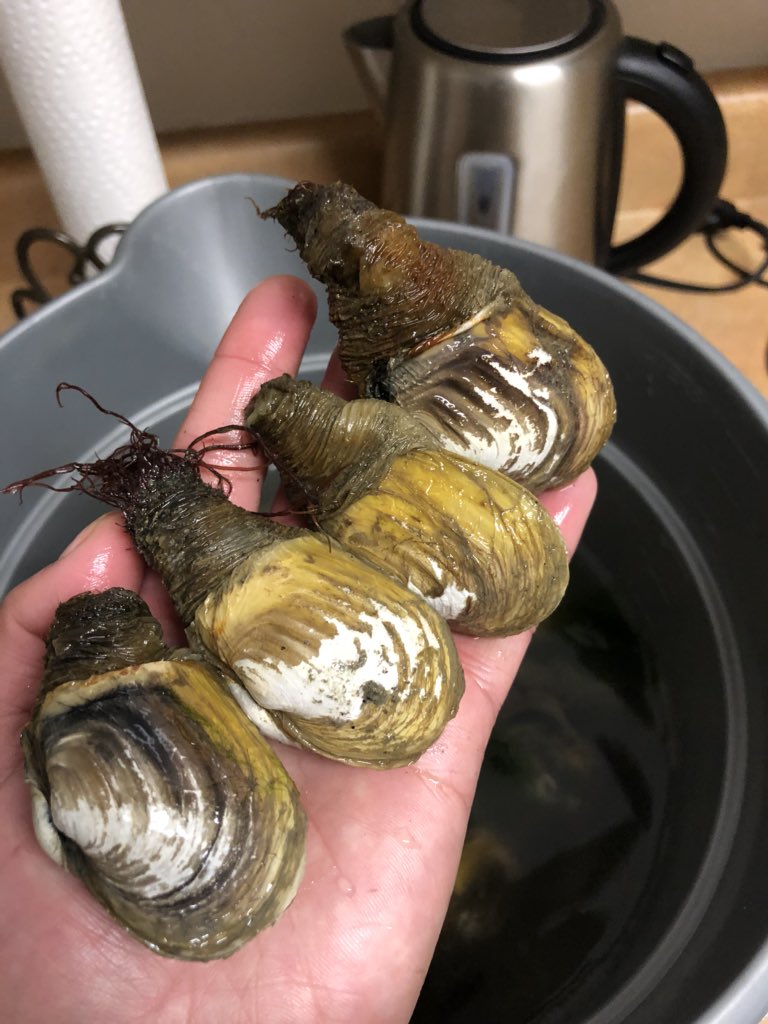 enowdluk's tweet photo. Another great weekend at the Cabin, Weather wasn’t the greatest yesterday for the guest to come home before Monday due to weather! So we got to #clamdig today Saturday’s and today’s photo 🙃 https://t.co/s2sEa6Cd7i