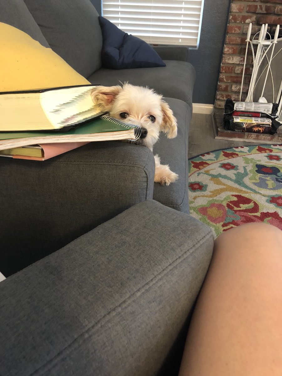 kris_clo's tweet photo. @PitchWars My baby Lexi keeping me company while I revise :) https://t.co/gm6U9yfDSr