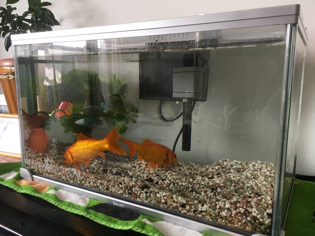 パテ 透けて見える の頭の上 コーナン 水槽 Kigyouwomen Com