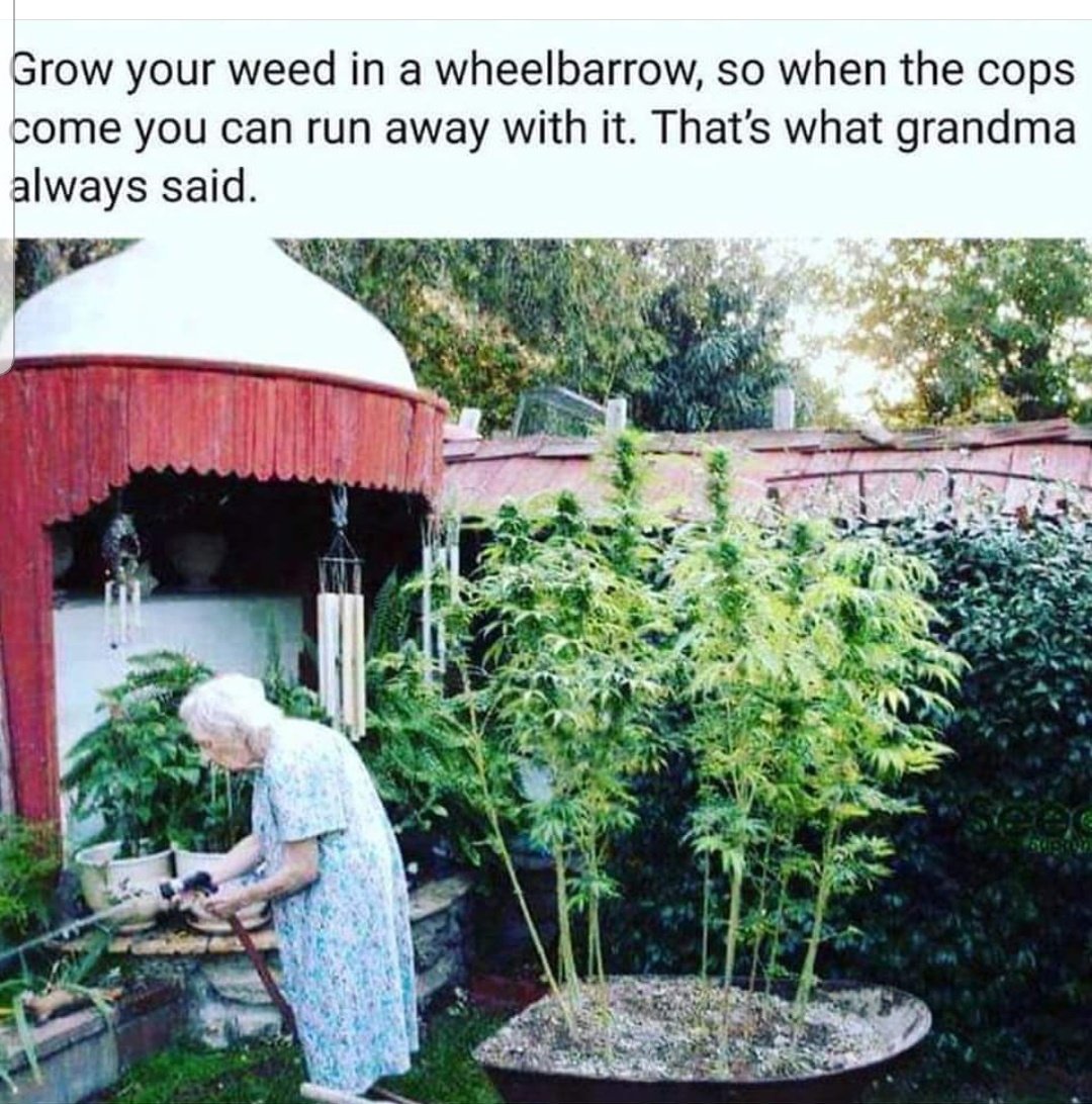 Grandma knows best! 🤣
#relegalizeit