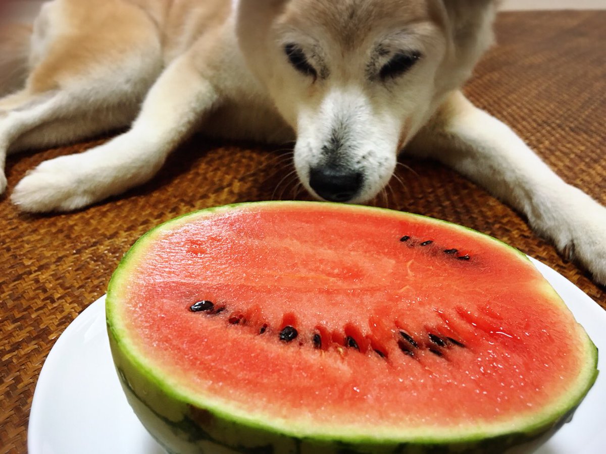 くぼのさかやさん 久保酒店 小玉スイカをまるごと食べる贅沢 そしてスイカまるごとジュース最高 ストローの色でスイカを演出 笑 塩のつけ方が雑 ウォーターメロン スイカとレモン 半端ない美味しさ 老犬とスイカと 秘密結社老犬倶楽部 柴犬と くぼのさかやさん 久保酒店 小玉スイカをまるごと食べる贅沢 そしてスイカまるごとジュース最高 ストローの色でスイカを演出 笑 塩のつけ方が雑 ウォーターメロン スイカとレモン 半端ない美味しさ 老犬とスイカと 秘密結社老犬倶楽部 柴犬と