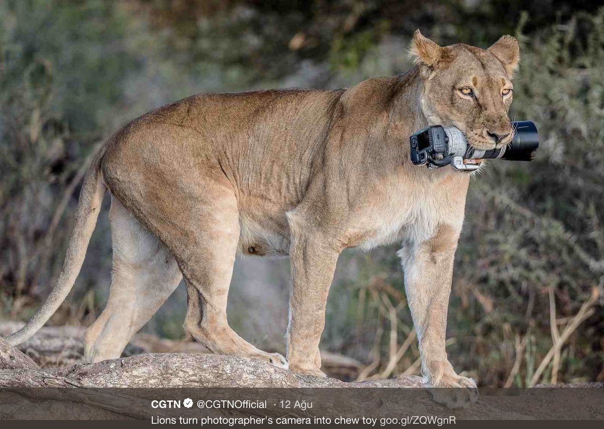 Birazda bana ver bakalım şu makinayı