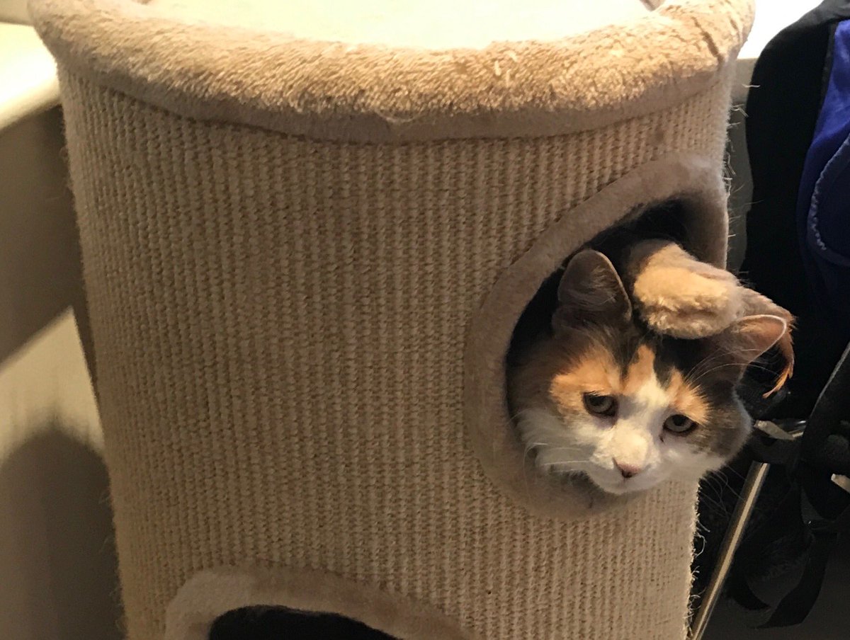 I was present at the cat furniture with a fluffy mouse on my head but I was not involved.