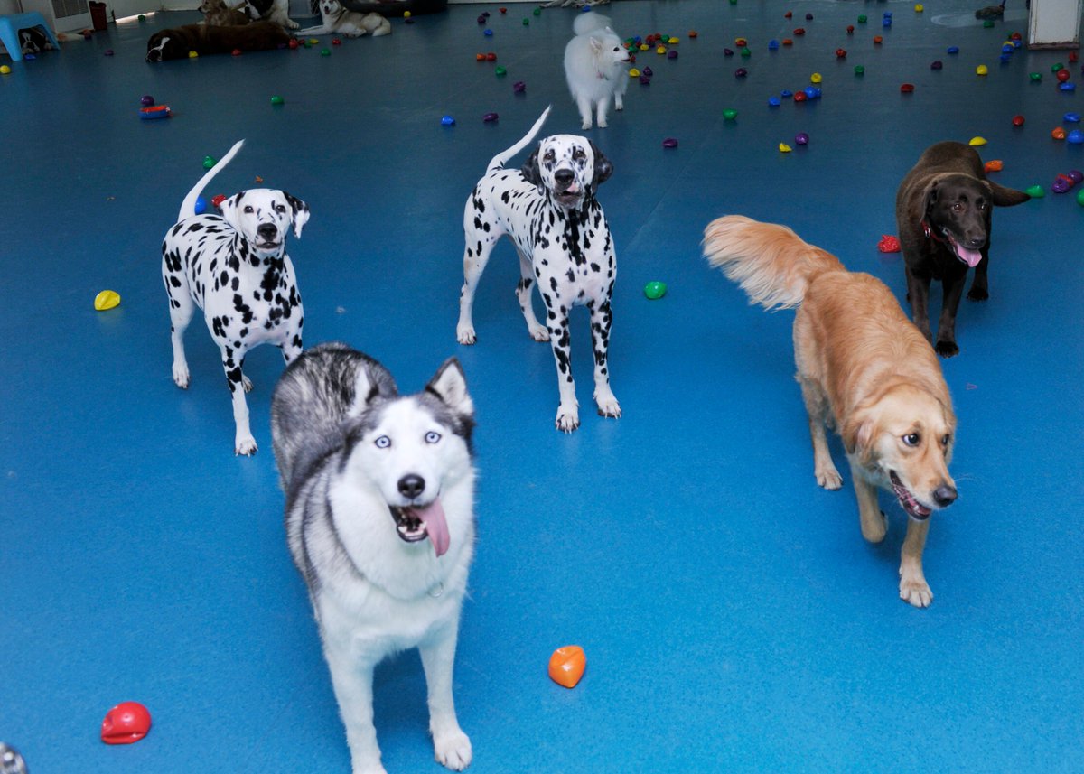 Cloud Nine Pet Resort