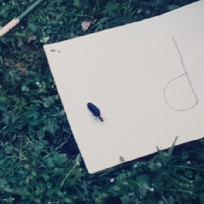 Wer kann helfen? Was habe ich da fotografiert? In den 80ern, in Norddeutschland. Das Papier ist DIN A4, und es ist ein p, kein d. #Insekt #JurassicPark