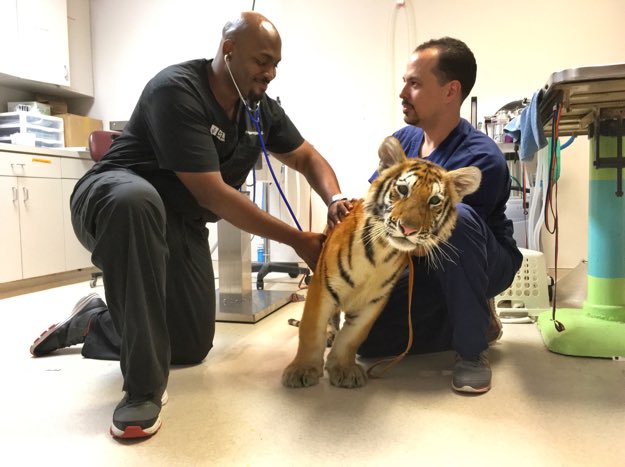 pollockroyce12's tweet photo. Hi my name is Royce, and I’m a senior taking MI. I want become a veterinarian. So I can help sick/hurt animals. If your pet snake is hurt I’m sorry can’t help. #RHSBMS https://t.co/etGo05KlwM