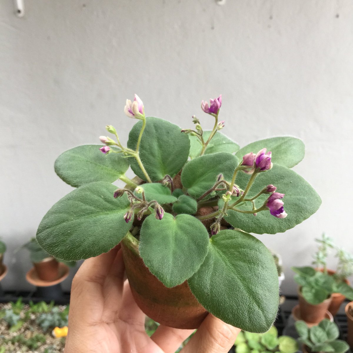 Violett Flowers | TikTok, image size:1200x1200