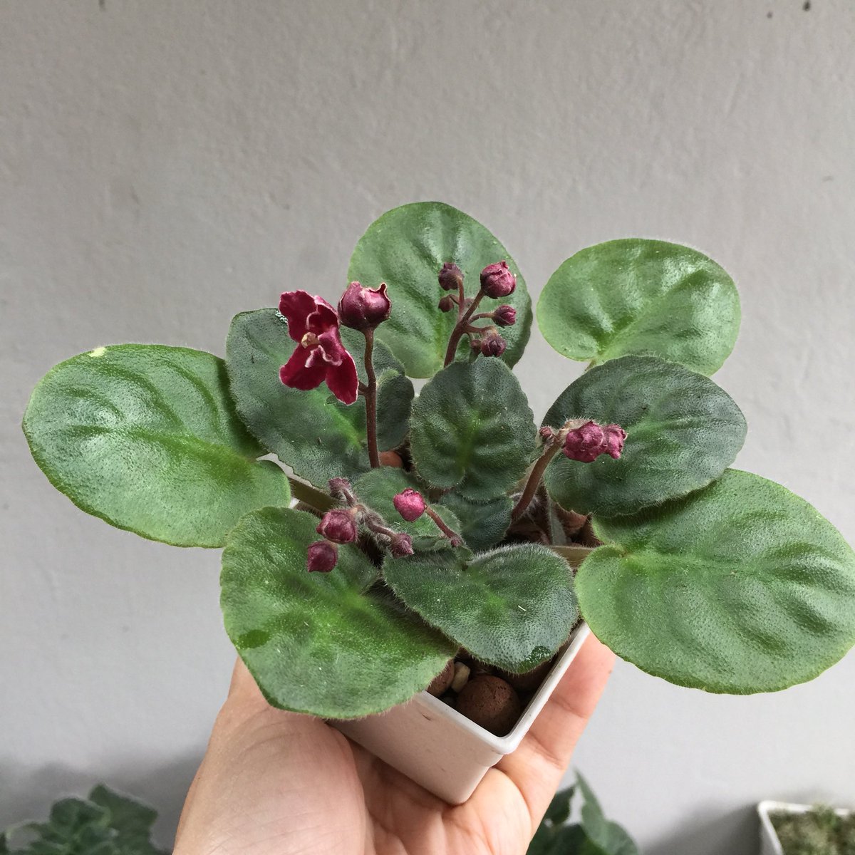 แอฟริกันไวโอเล็ตต้นแรกของฉัน! : r/AfricanViolets, image size:1200x1200