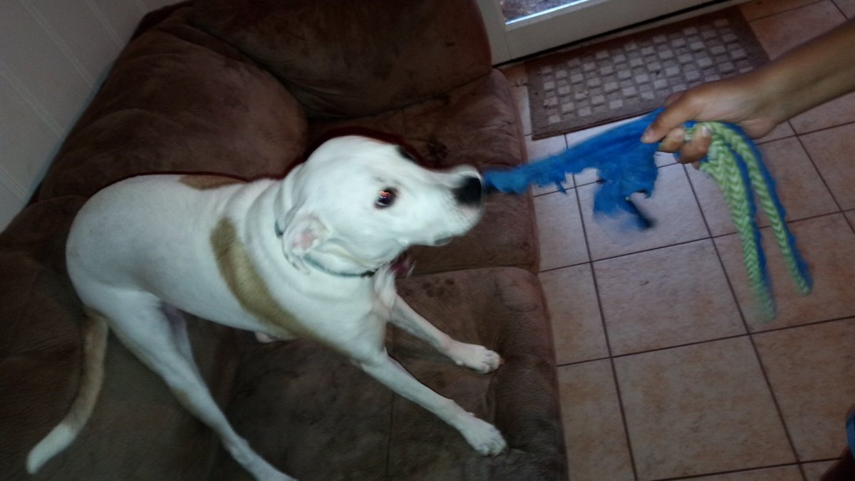 RubyDawgOffcial's tweet image. Ize an alleygatur n dis is muh octapuss toy dat ah lyk tah
play tug wit n just chu on.

#DogsOfTwitter #dogcelebration #rubydog #RockinRuby #Playtime #DogToy #Octapus