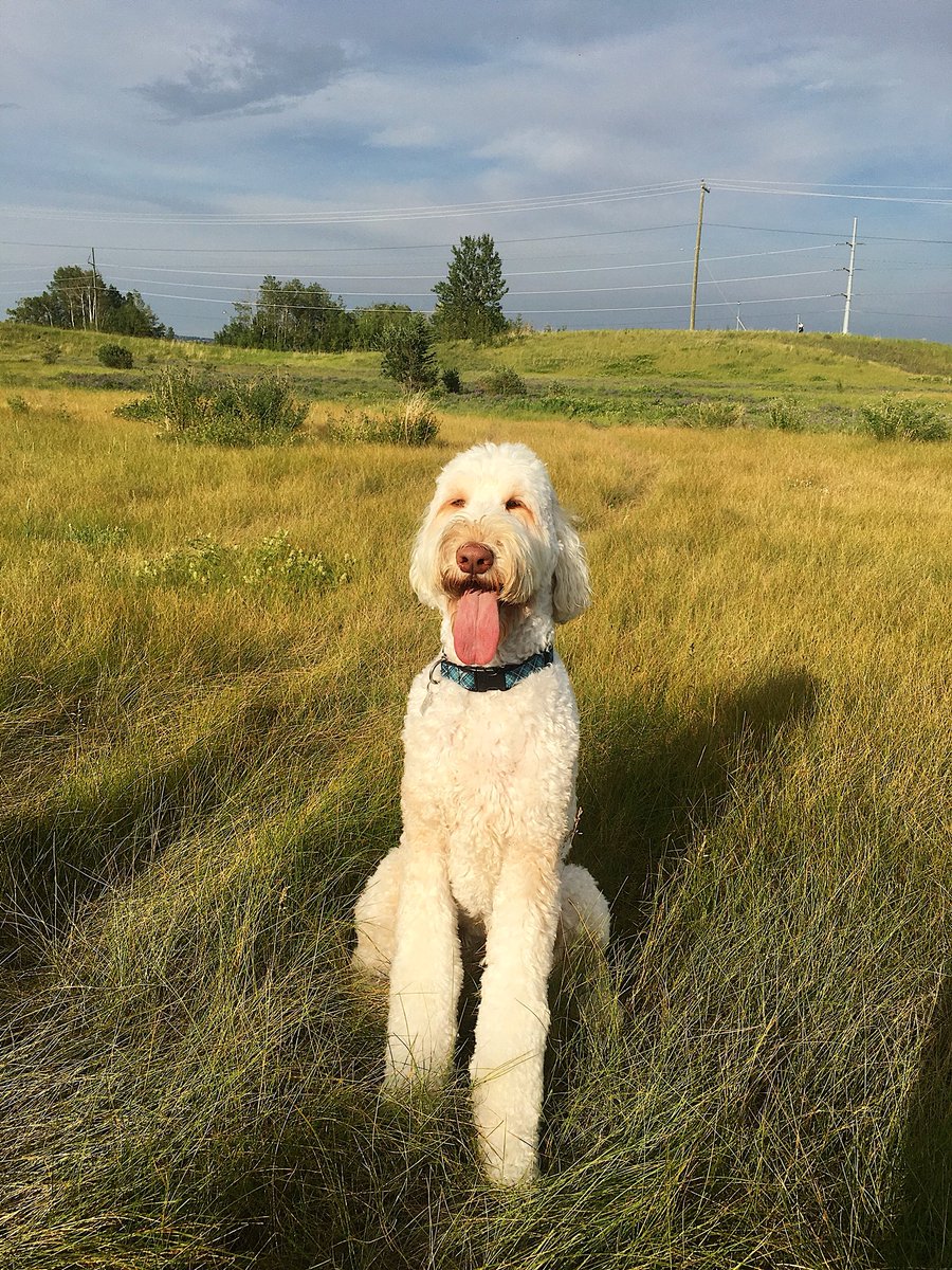 sangria_sisters's tweet photo. Beware: dog can’t hold his licker.
#martini #dog #drool #onehelluva #tongue #labradoodle #love #newfound #habit #drinking #fromtoilet #dogsoftwitter https://t.co/BUuzi9sTnk