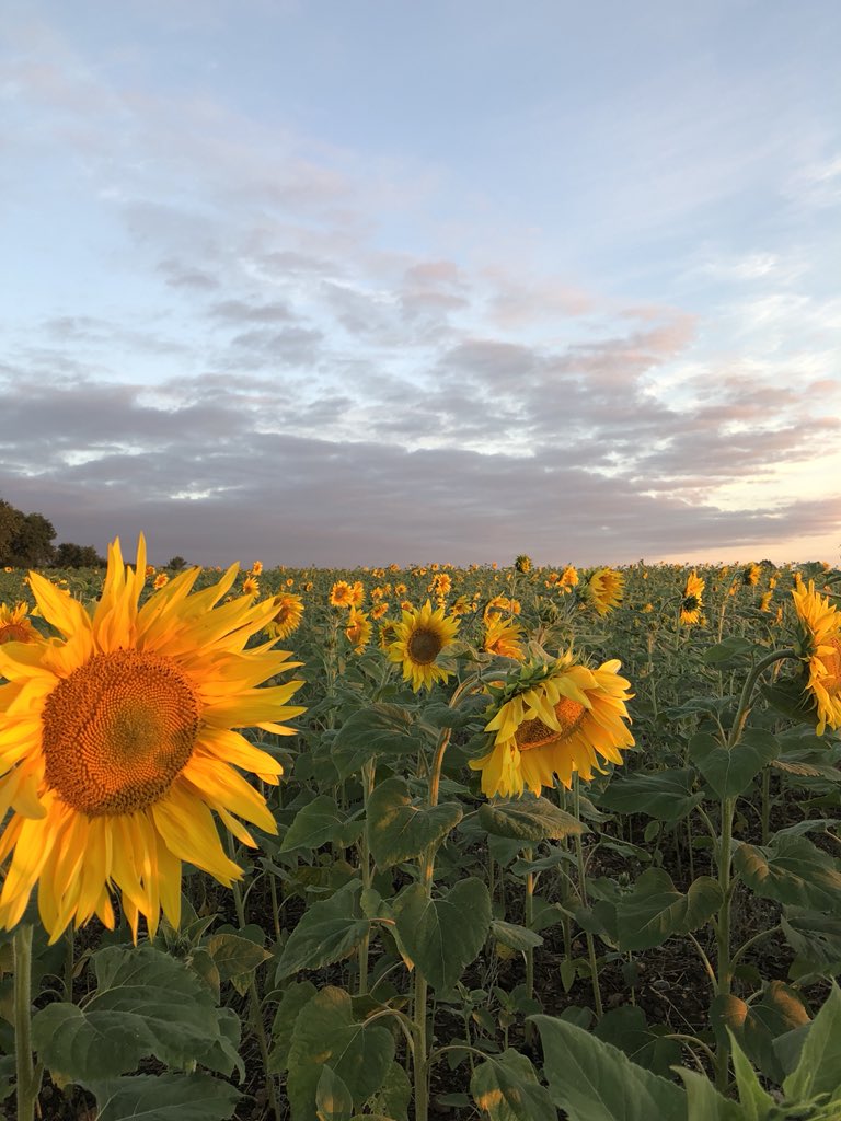 carolkirkwood tweet picture