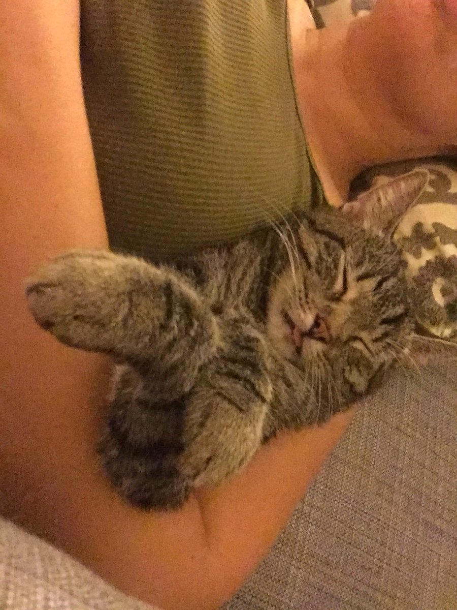 Grassroots_IL's tweet image. #blepping and #snoring