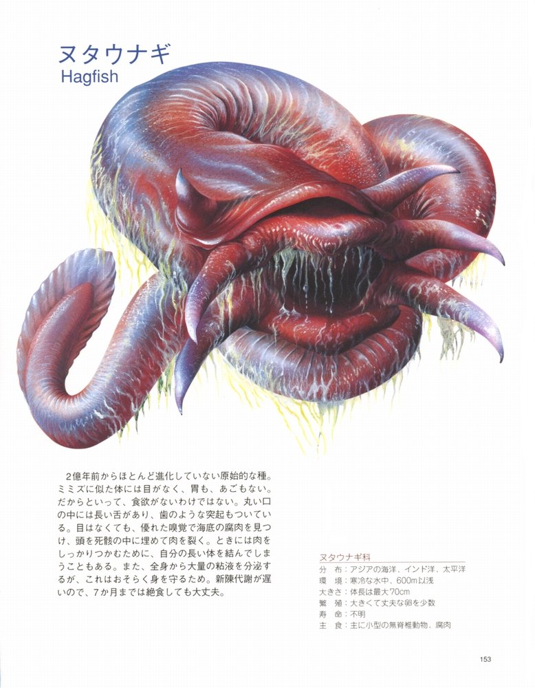 二見書房 ま 二見書房 既刊 ポーラ ハモンド 赤尾秀子 訳 おかしな生きもの ミニ モンスター 世にも奇怪な珍蟲 珍獣図鑑 T Co Gb0xi28dvk なぜこんな姿かたちなの 気色悪くも愛らしい実在する奇っ怪な珍蟲 珍獣の図版が満載