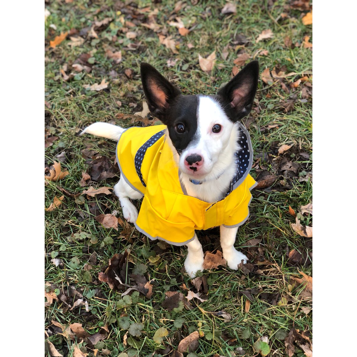 brando_soto28's tweet photo. Happy 1st Birthday to my dog, Leo! 🐶🎉 The most innocent lookin’ dog ever, but those that know him, know he’s a lil bad *ss. My good boy nonetheless 💯 https://t.co/hZ0dfm13Gy