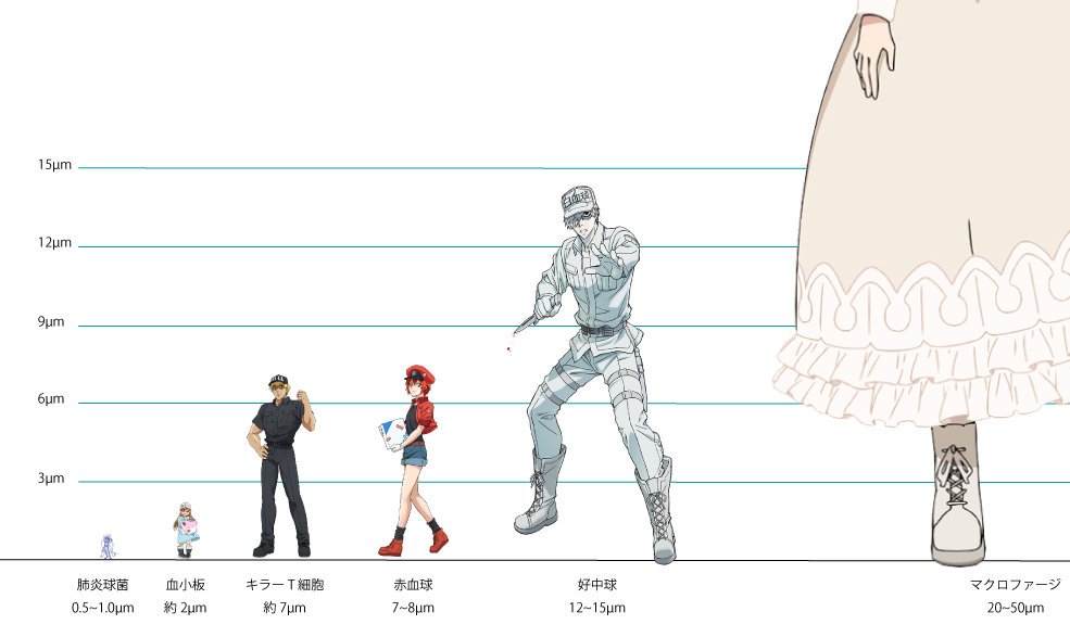 やし ちょっと気になったので大きさ比較画像作ってみました マクロファージでけぇ はたらく細胞 T Co 2y5sz7vueb Twitter やし ちょっと気になったので大きさ比較画像作ってみました マクロファージでけぇ はたらく細胞 T Co 2y5sz7vueb Twitter