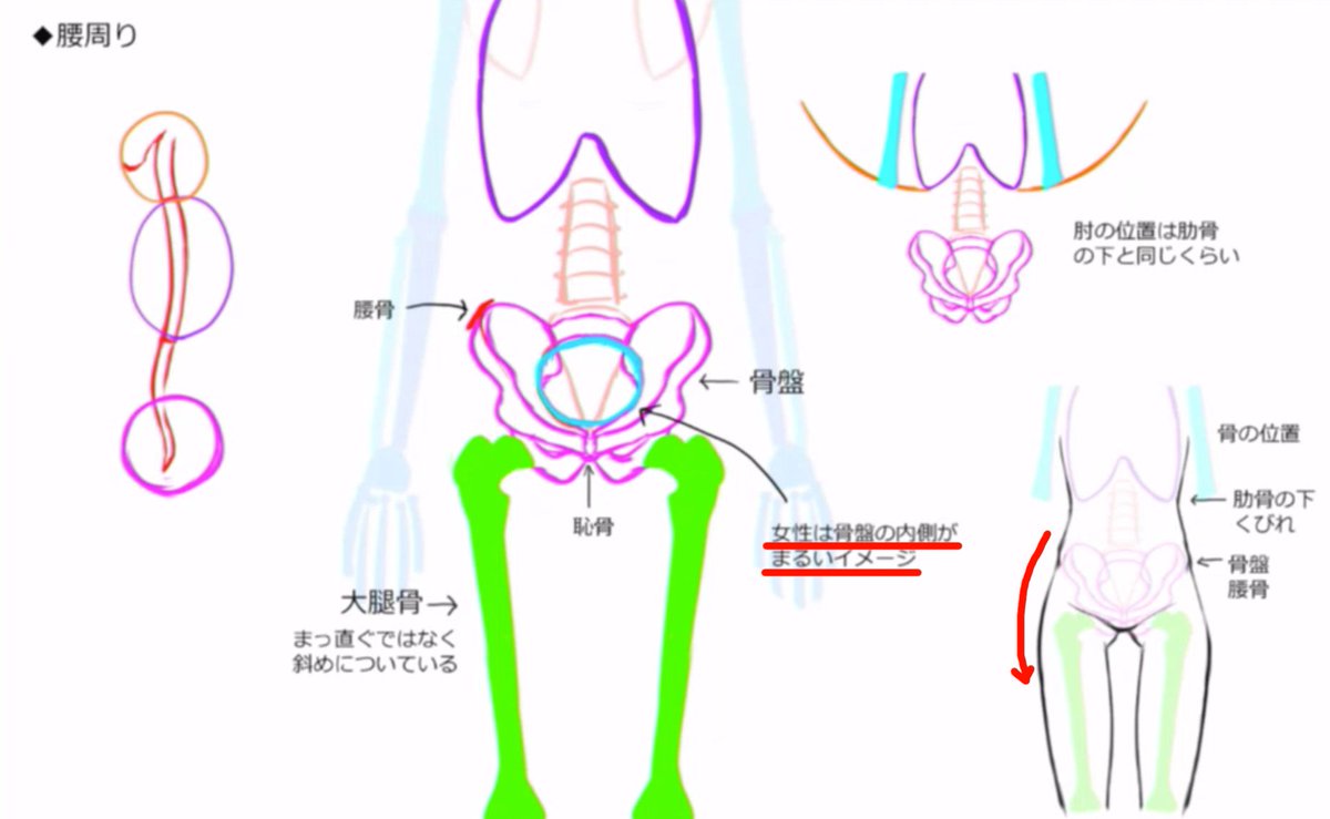 お絵かき講座パルミー 夏休み割 開催中 בטוויטר 女性の足や腰の描き方 女性の骨盤は内側が横楕円型なので 腰骨から太ももにかけてのラインが丸くなります 骨の形を意識しながら描くと女性らしい腰や足を描くことができますよ T Co Jvqo4ahlk3