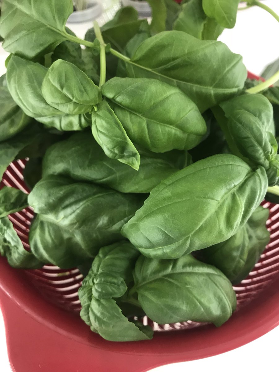 Ibuki Toda Farm バジルが大きく育ち食べごろになりました バジルは何度か収穫できるので今日は一部を収穫しました バジルのいい香りが部屋に充満しています Ibuki 屋内型農園 バジル 収穫 北戸田駅 美女木