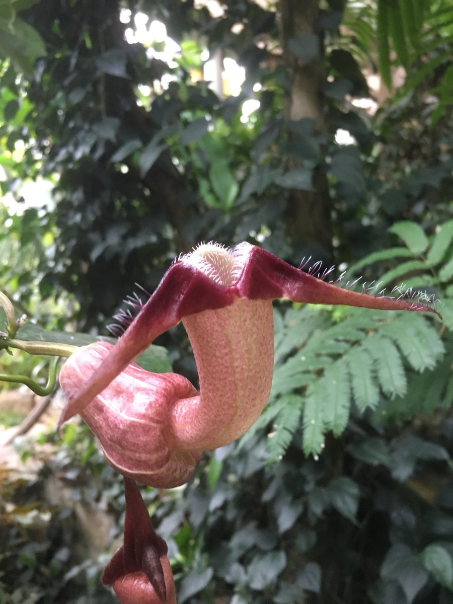 Alex Summers (@cymruplantsman) on Twitter photo Pararistolochia triactina - arrived as a young plant from <a href="/BonnGardens/">Bonn Botanic Gardens</a> in 2013 <a href="/CUBotanicGarden/">Cam Botanic Garden</a> has finally flowered! It’s a cauliflorus - flowering from its stem - climber from West Africa - and its sister spp. P. goldieana is the largest flower on the African continent #flies Pararistolochia triactina - arrived as a young plant from <a href="/BonnGardens/">Bonn Botanic Gardens</a> in 2013 <a href="/CUBotanicGarden/">Cam Botanic Garden</a> has finally flowered! It’s a cauliflorus - flowering from its stem - climber from West Africa - and its sister spp. P. goldieana is the largest flower on the African continent #flies