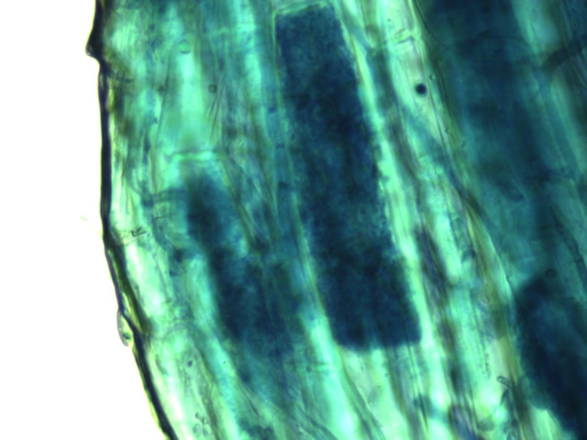 MaxymReva's tweet photo. #Arbúsculos, esporas e hifas de la #micorriza #arbuscular en una raíz de #césped tratado con MYCOGEL (400, 100, 40X). #WeDoBio
#Arbuscules, spores and hyphae of the arbuscular #mycorrhiza in a #turfgrass root treated with #MYCOGEL (400, 100, 40X). #RockYourCrops @KimitecGroup https://t.co/FQ2Ezvug6j