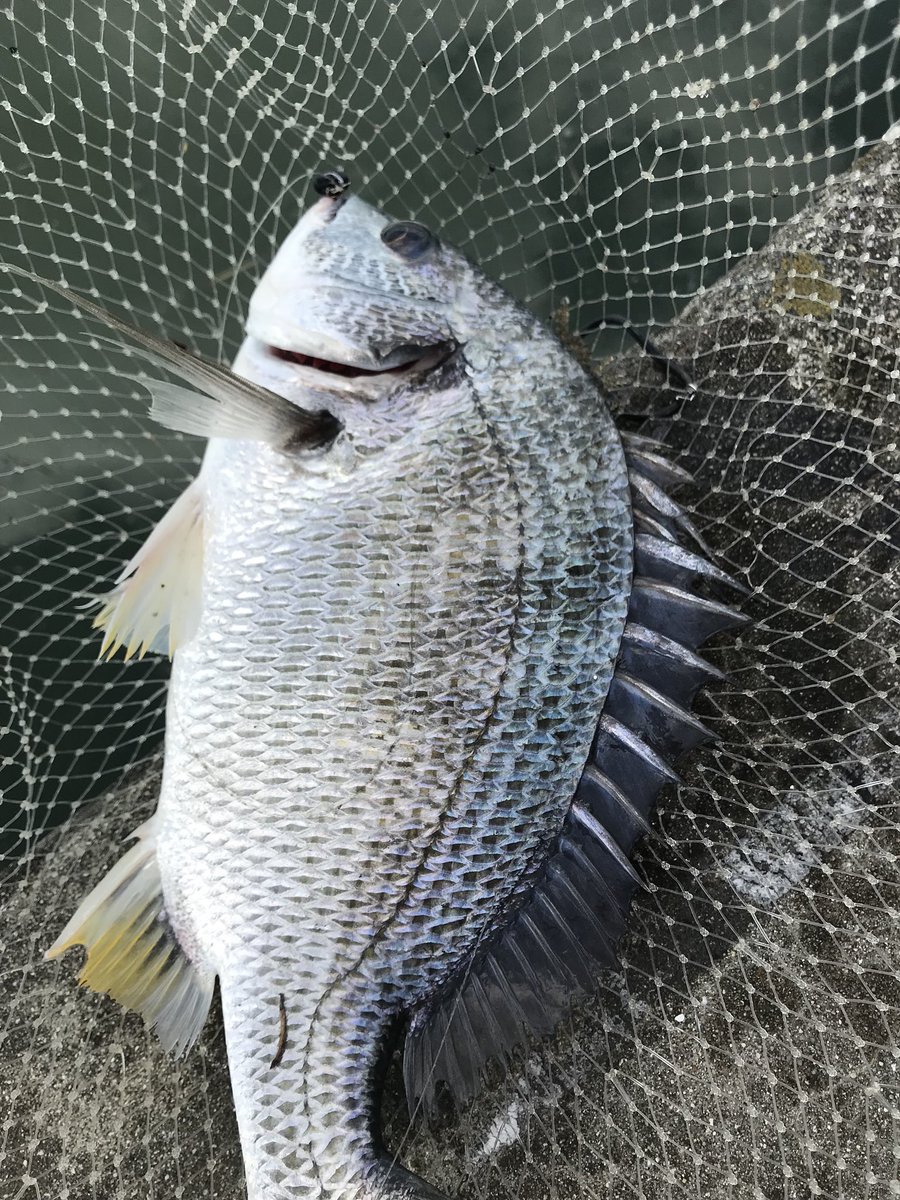 リンリュウ tweet media