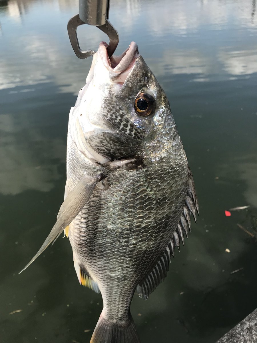 リンリュウ tweet media