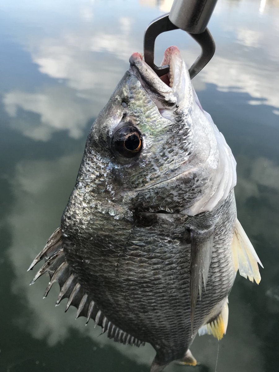 リンリュウ tweet media