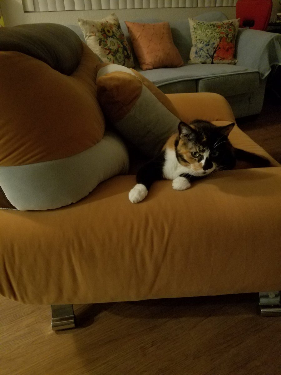 Luxnv2's tweet photo. Already breaking into my new couch, grrrr you cat
#CatDay https://t.co/3ySosNUOYZ