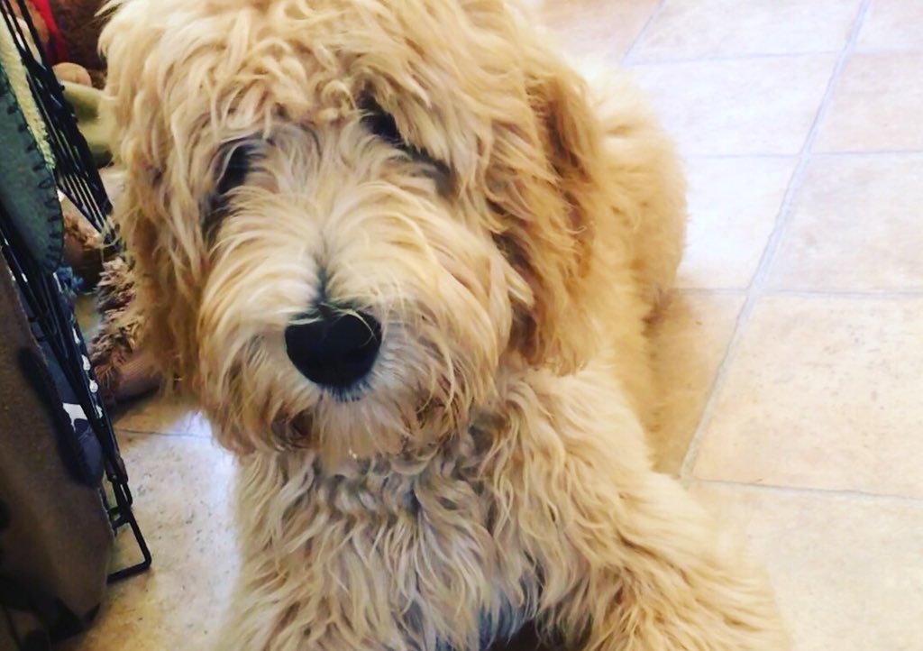 talktherapySLT's tweet photo. @AGunnSLT But you couldn’t ignore those eyes 😍 My #SLTday yesterday involved me planning a therapy task around my puppy 🤣 #puppylife #wouldntbewithouthim https://t.co/X5XqLgedzi