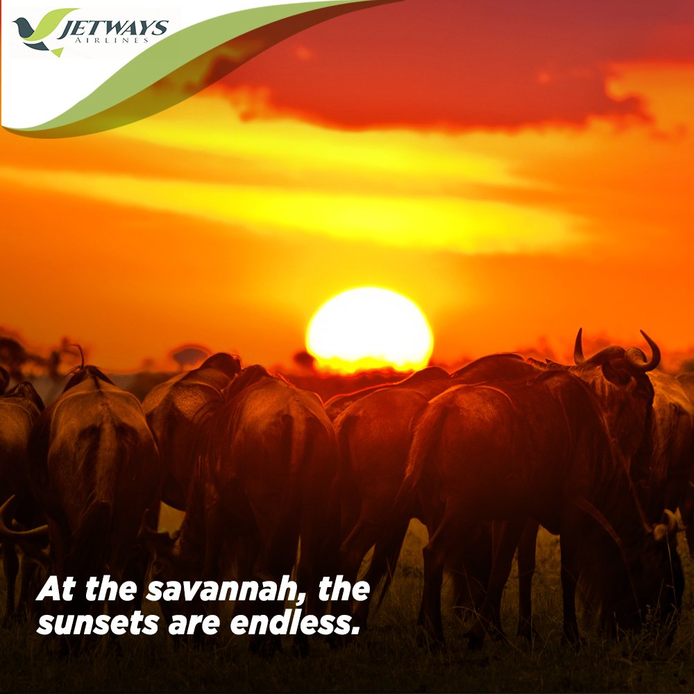 JetwaysAirlines's tweet photo. Fly Jetways  daily to Maasai Mara, and arrive just in time to see the elephants drinking from Talek River. | https://t.co/sEgIMmzWoU https://t.co/FOtLlkCPgI