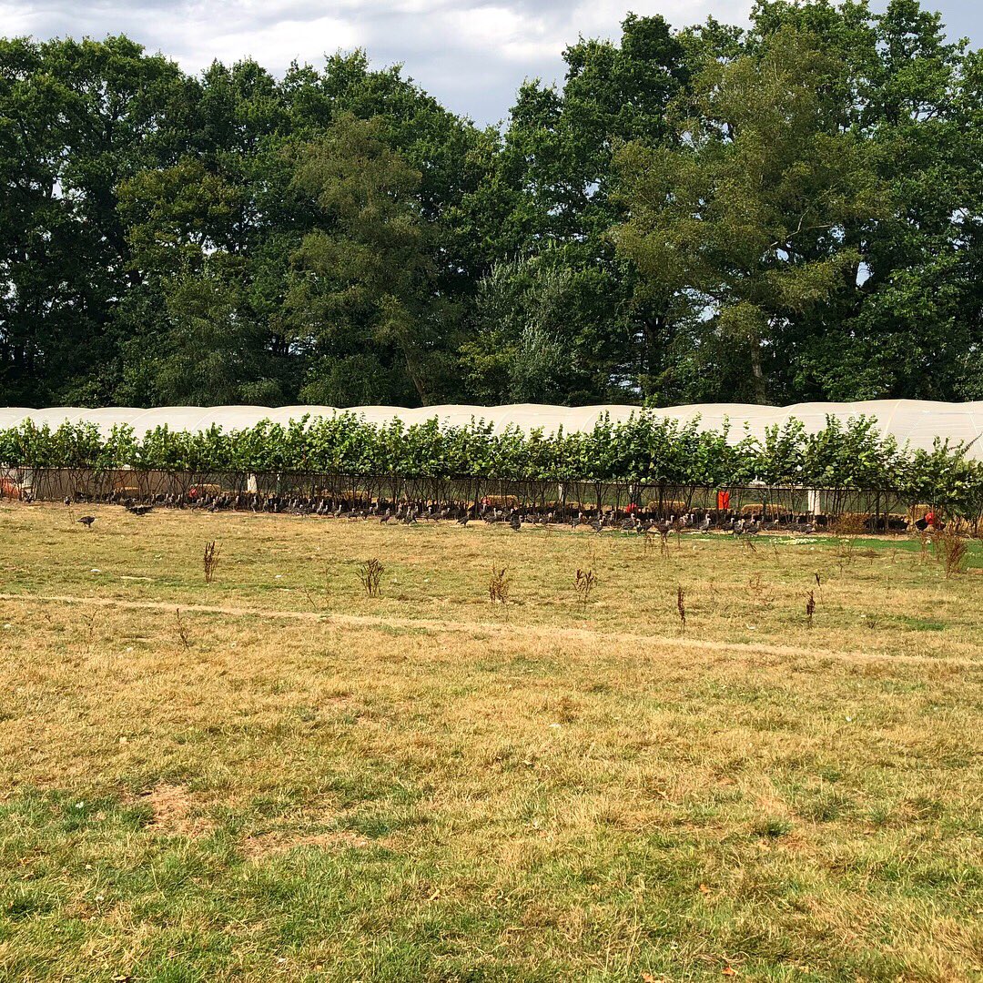 KentTurkeys's tweet photo. This weekend youโll find us @tractorfest2018 & this year itโs just over the road from the farm! ๐๐ป
Come & see us to have a taste of our KellyBronze turkey & to find out more about our free range turkeys & geese ๐ฆ
#tractorfest #biddenden #kentturkeys #teamturkeys https://t.co/kJcjlc8AAQ